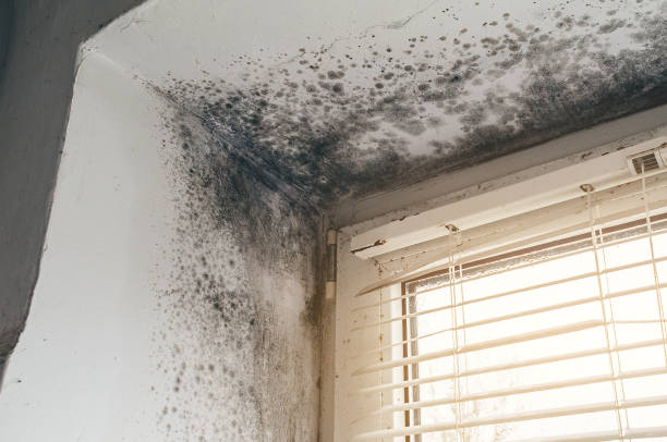 Affordable Commercial Mold Remediation solutions in Warrenton, OR